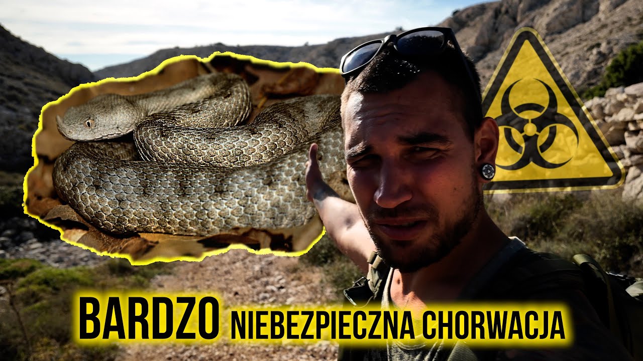 Najbardziej jadowity wąż w Europie! Ten gad może zab*ć 😱 Chorwacja KRK specjal Vanlife 1/2