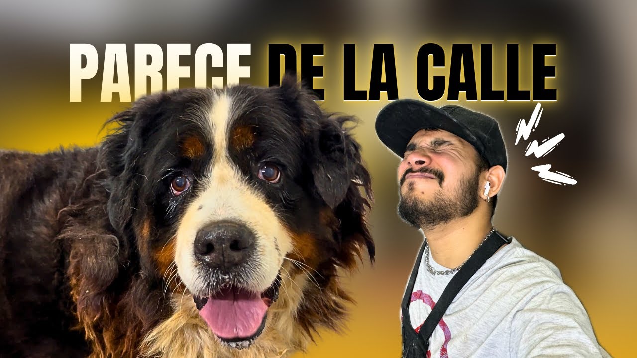 ESTA PERRA EN 7 A&Ntilde;OS NO PISO UNA PELUQUER&Iacute;A⚠️🤯 | NECESITA UN CIRUG&Iacute;A🚨
