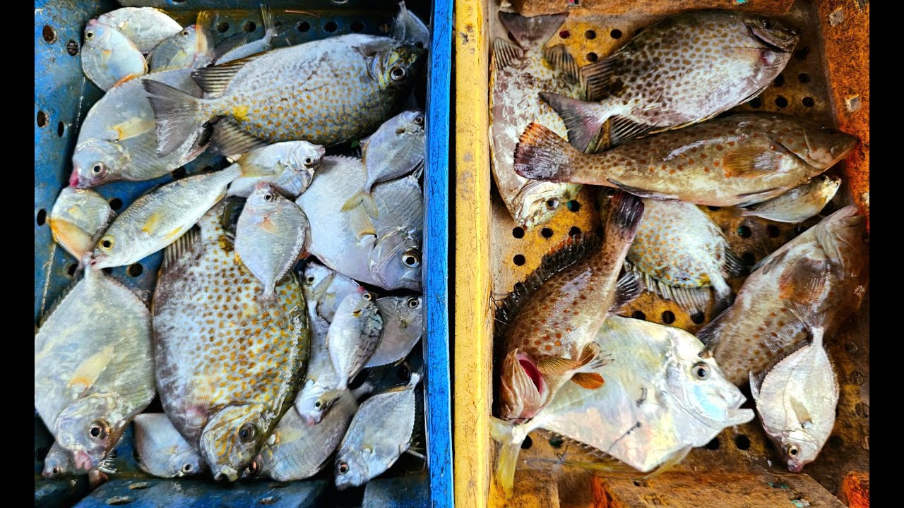 Canh Me Cá Mú Biển | Grouper Fishing in Vietnam | Sea Fishing Vlog 2025 🎣