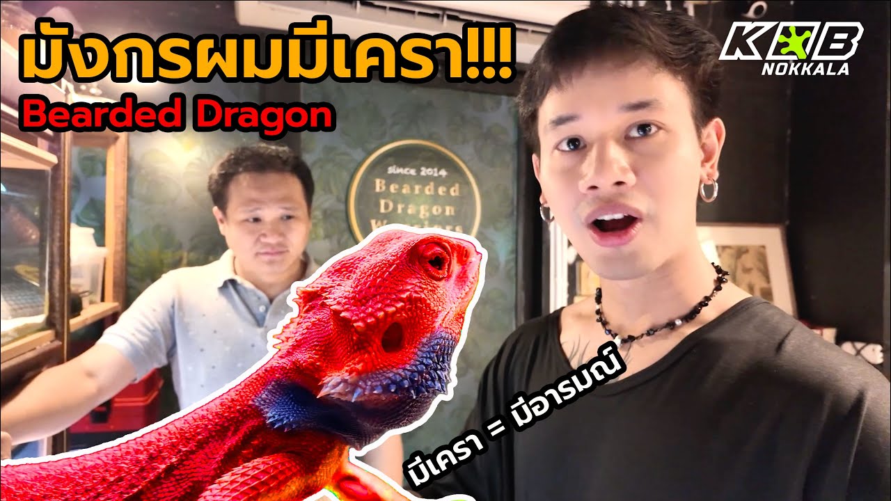 กบนอกกะลา(Vlog) l รู้จักมังกรมีเครา ที่ Bearded Dragon Warriors