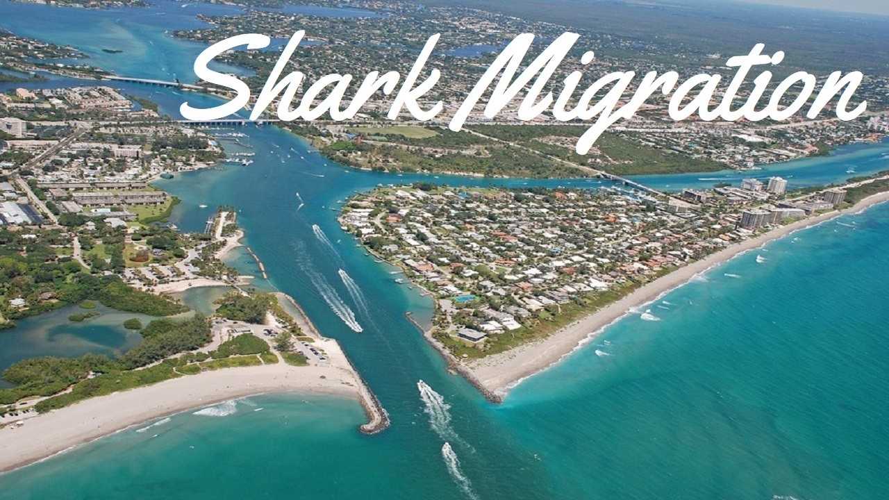 Jupiter FL, Coral Cove Sharks