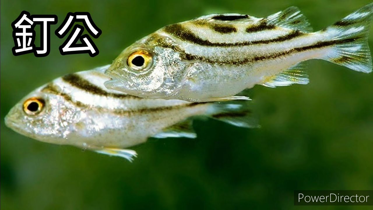 [ 香港動物 ] ： 釘公魚