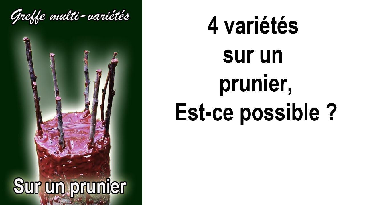 Greffe, Comment réussir la greffe d'un  arbre fruitier avec  4 variétés différentes