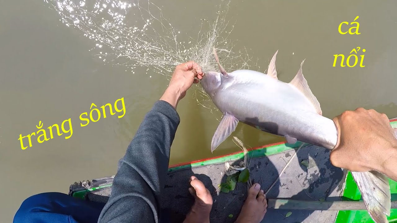 Giăng Lưới C&aacute; Tra, Tr&uacute;ng Nguy&ecirc;n Bầy C&aacute; Đ&acirc;m V&agrave;o Lưới Nổi Trắng S&ocirc;ng, Một Ng&agrave;y Bội Thu #264