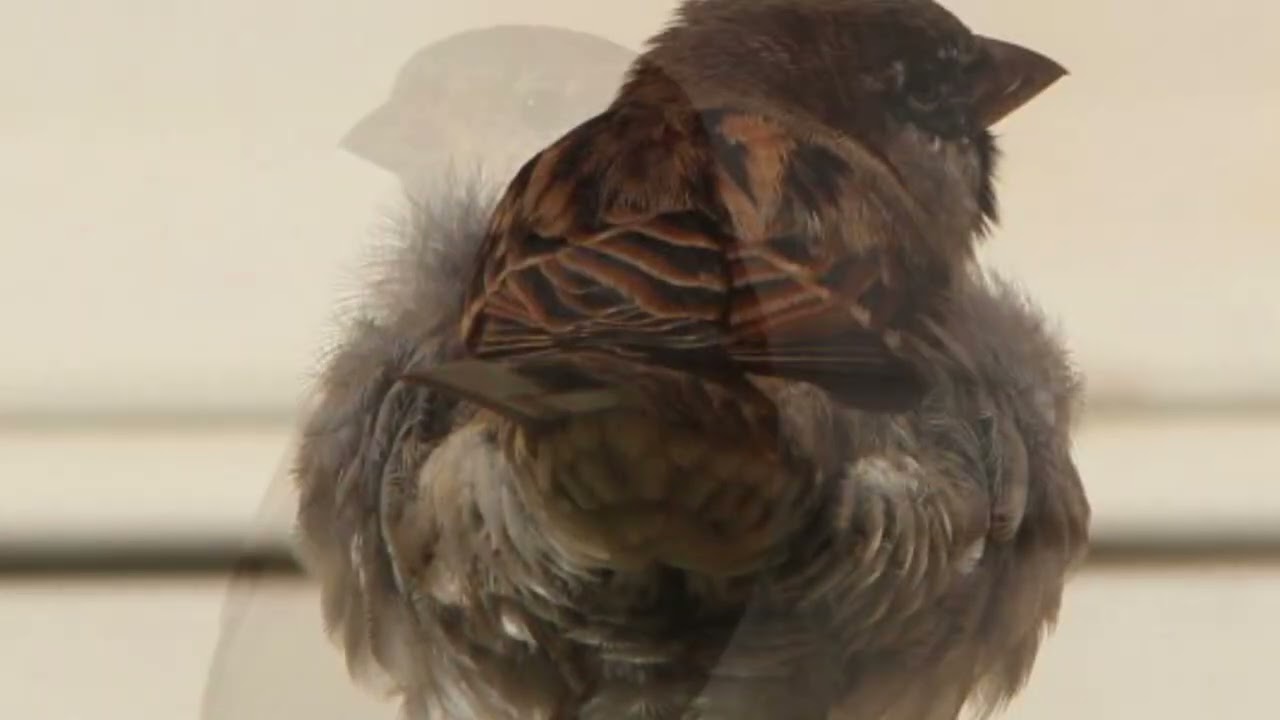 Les oiseaux de chez nous