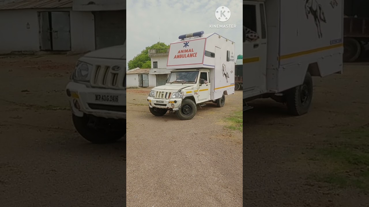 #horse choudhary horse farm 1030