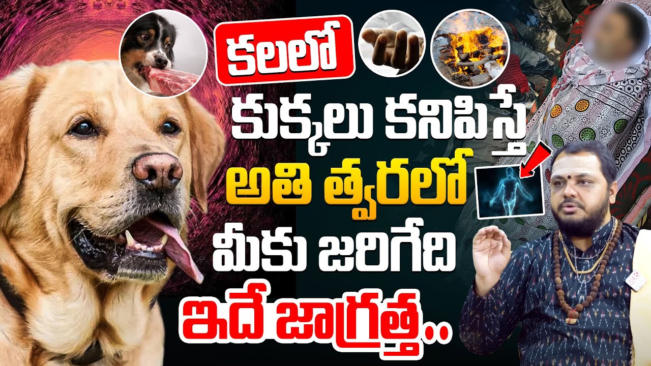 కలలో కుక్కలు కనిపిస్తే అతి త్వరలో మీకు జరిగేది ఇదే? Subhas Sharma || BRK Spiritual
