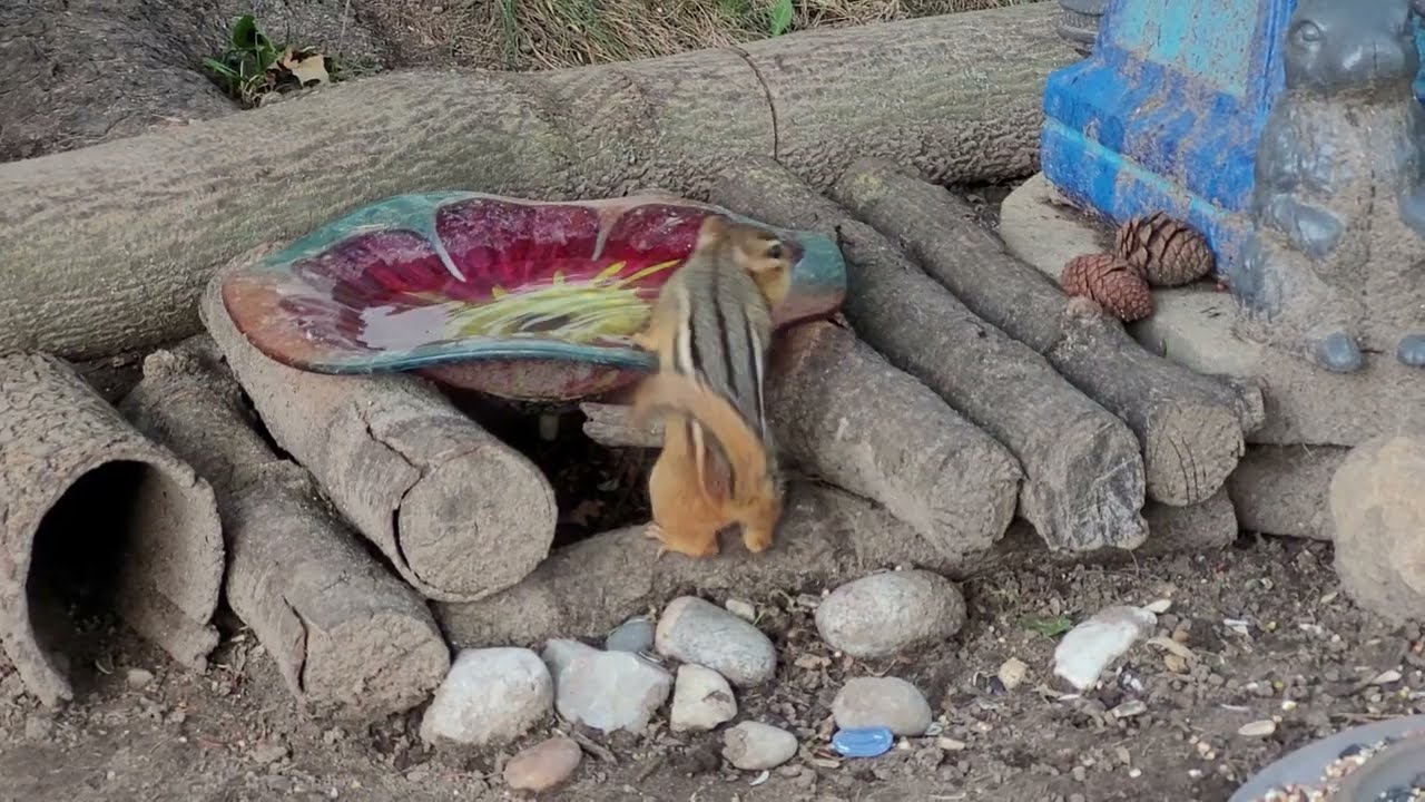 Chipmunk Friends at the Sanctuary! #cute