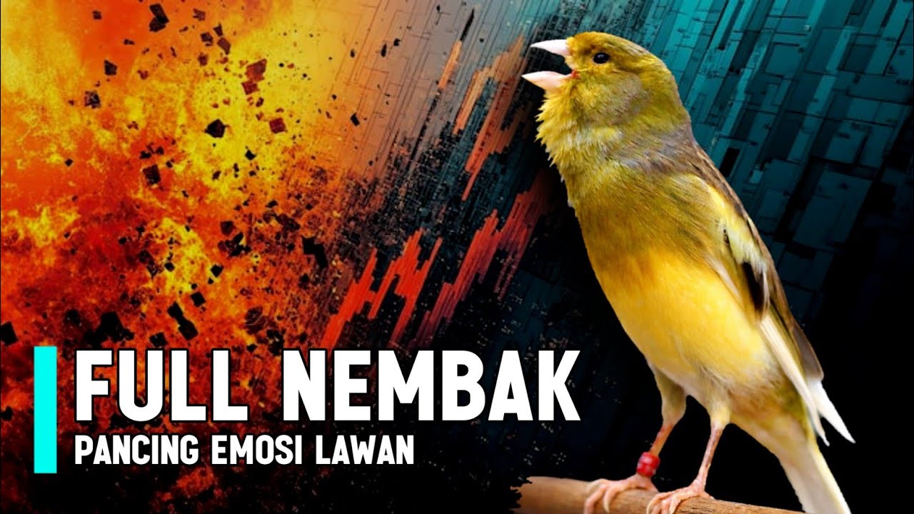 KENARI GACOR PANJANG Rol Rapat EMOSI Cuit cuit Ngerol untuk Masteran Murai batu full isian