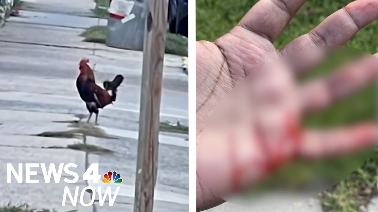 Terrorizing Rooster That Scared Neighbors for Years Attacks Man Walking on NYC Street | News 4 Now