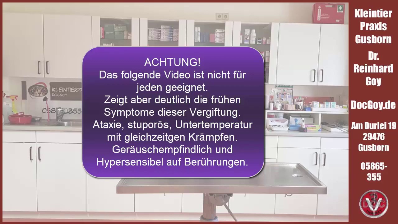 DocGoy - neuer Fall von Vergiftung mit Chloralose bei einer Katze