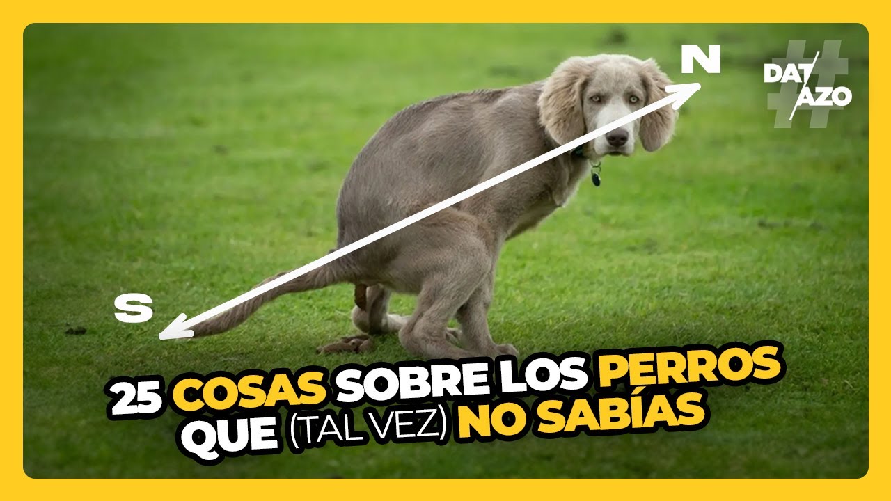 🐶 25 COSAS que (tal vez) NO SABÍAS de los PERROS • #Datazo