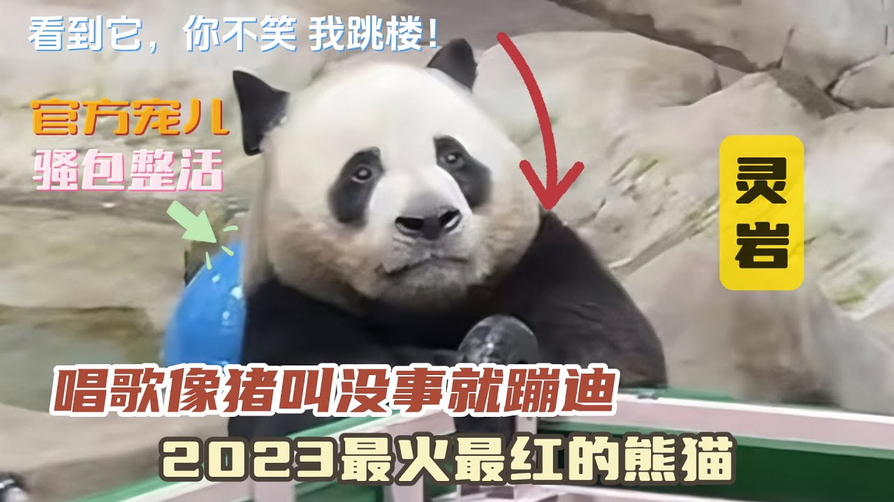 『灵岩』2023最火最红的熊猫，唱歌像猪叫没事就蹦迪，熊猫灵岩是如何走红的！