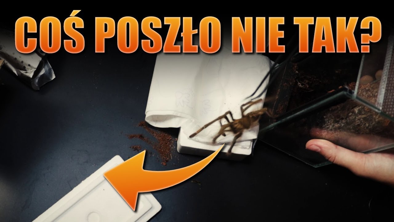 #69 Najbardziej nieudolne pakowanie ptasznika jakie nagrano!