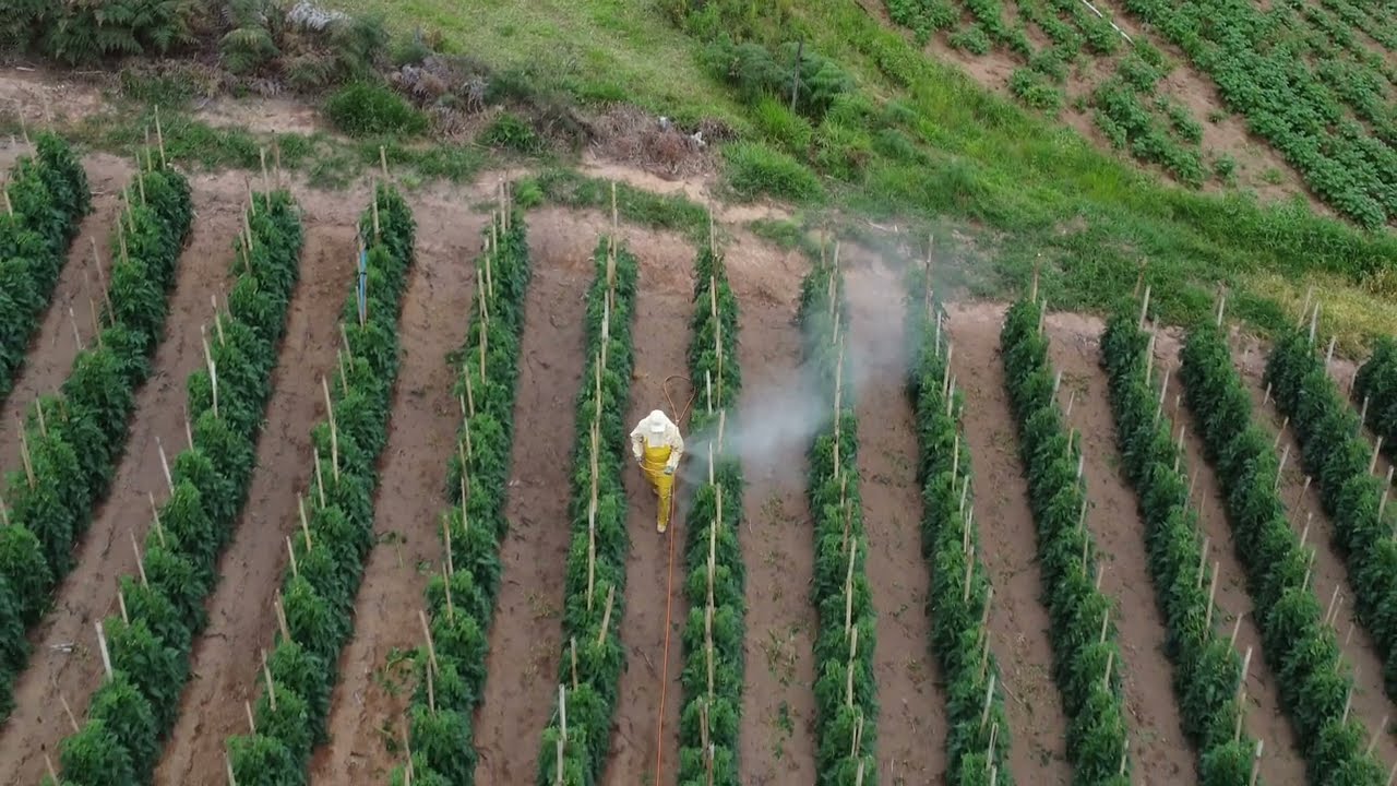 Pulverização de Tomate com Barra
