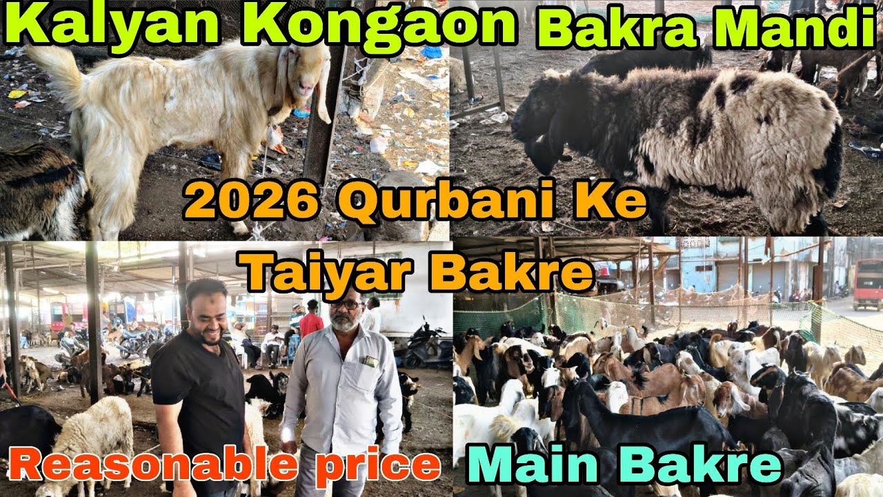  Kalyan Kongaon Bakra Mandi Update| 2026 Ki Qurbani Ke Taiyar Bakre #youtubevideo #viralvideo 