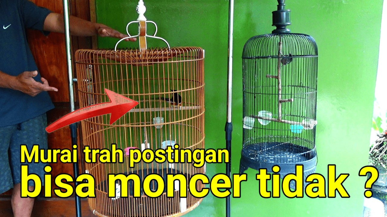SIMAK INI | muraibatu bukan TRAH JUARA apakah bisa MONCER dilapangan ?