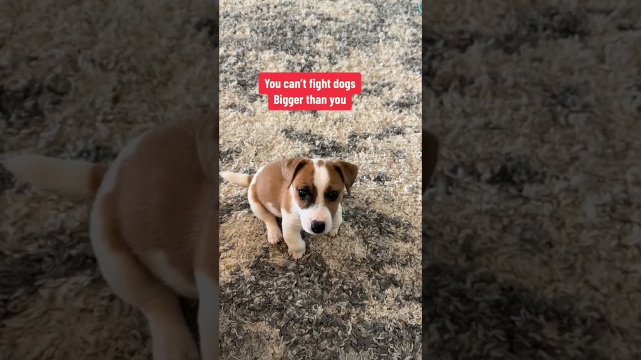 What are Jack Russells? #shorts #jackrussellterrier #dog #puppies