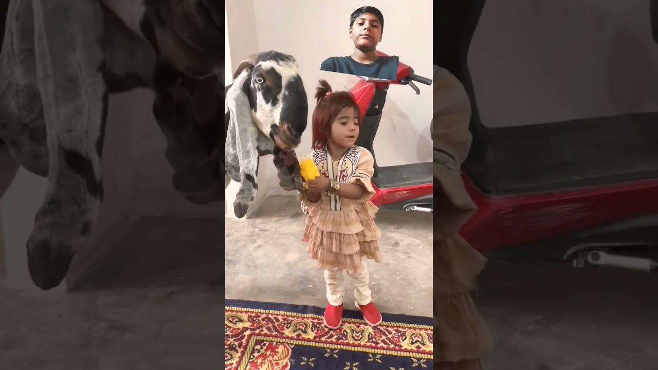 Zainab ke Papa ne kaha ki qurbani Eid ke 3 din karenge 🤣🤣🤣 #funny #comedy #cute #fun #entertainment