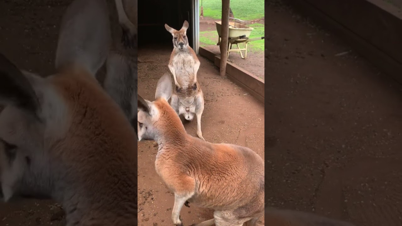 Kangaroo Kung-fu fighting with Mr full of it 😂@rufusthecouchkangaroo5999