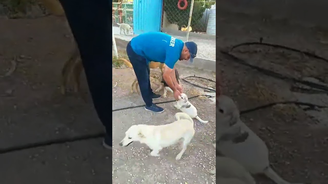 Vafa Animal Shelter of Qazvin -  Live 24 July 2025/جمعه سوم مرداد در پناهگاه وفای قزوین