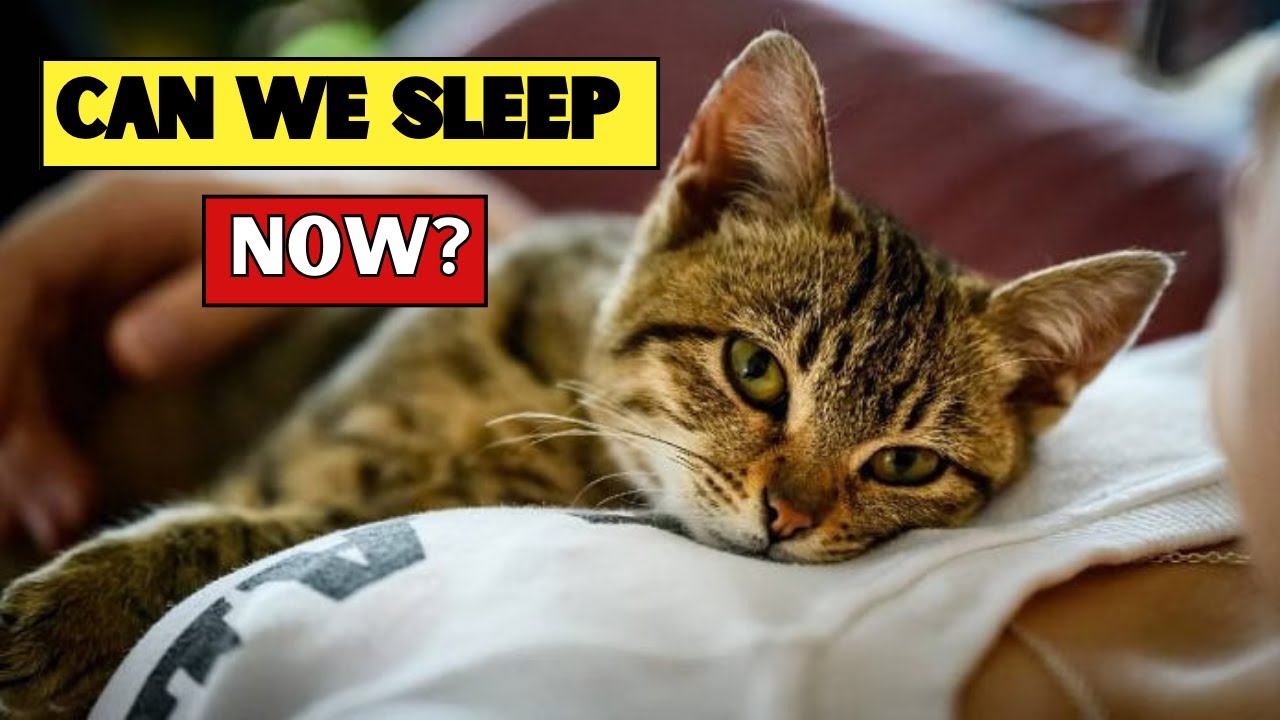 Why Cats Choose YOUR Bed! (and What it Means)