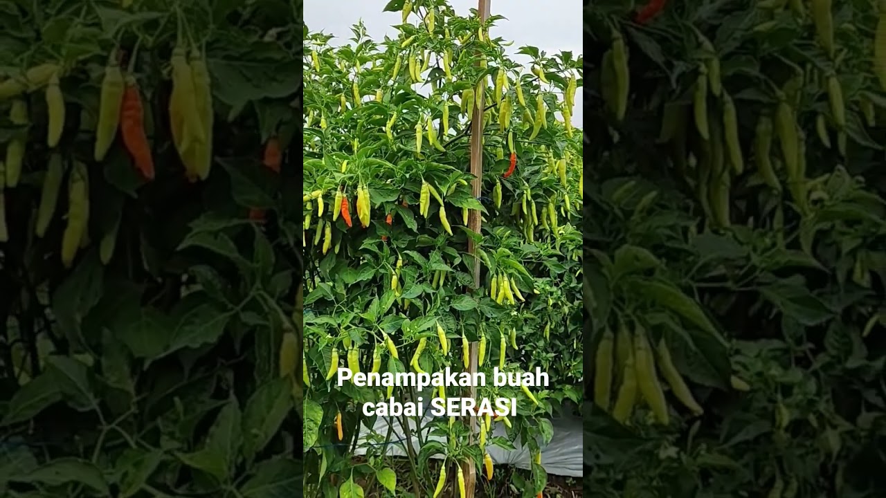 Bibit cabai tahan virus & patek