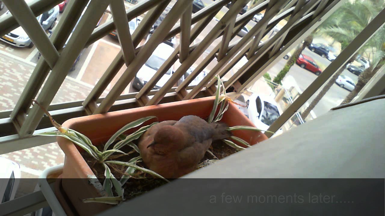 Jay attack pigeon nest and take chicks