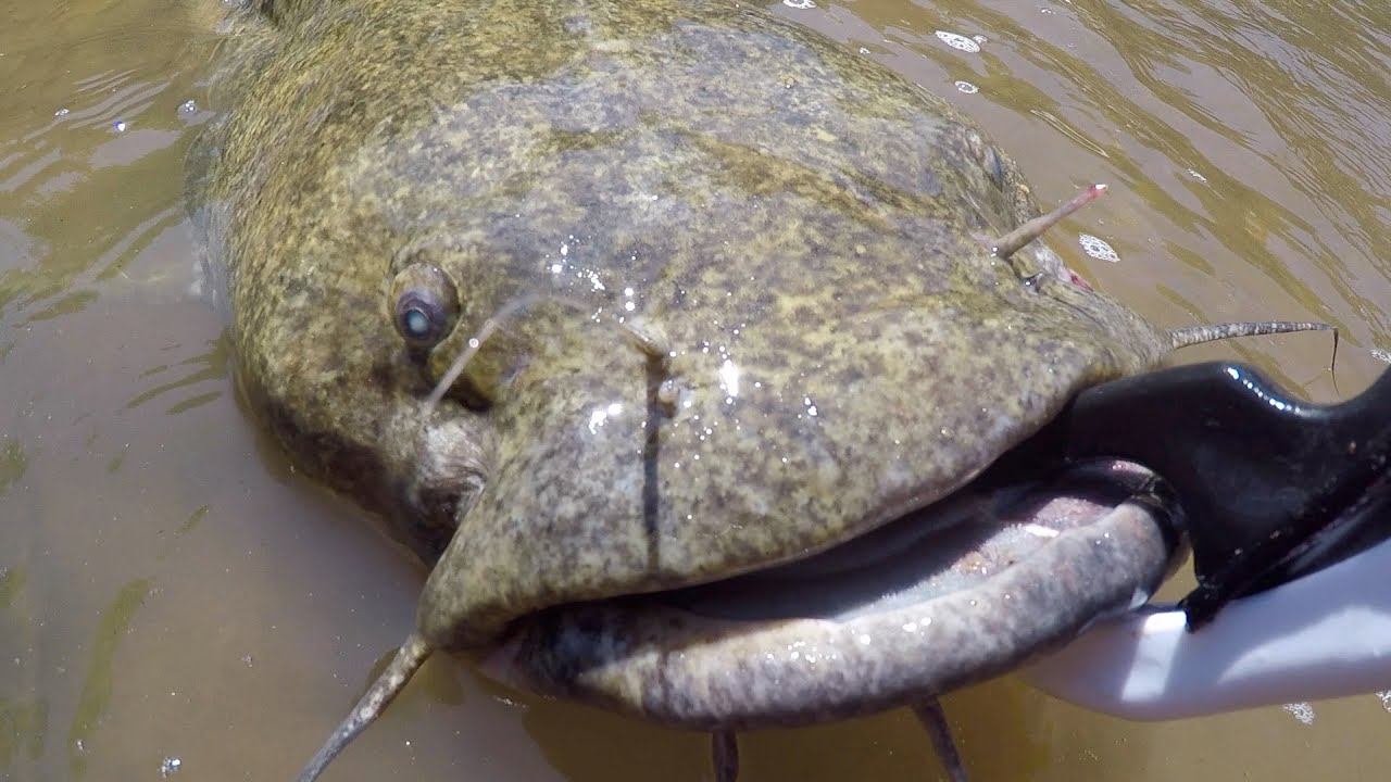 GIANT FLATHEAD Was Hiding in a TINY CREEK! - Biggest Fish of My Life