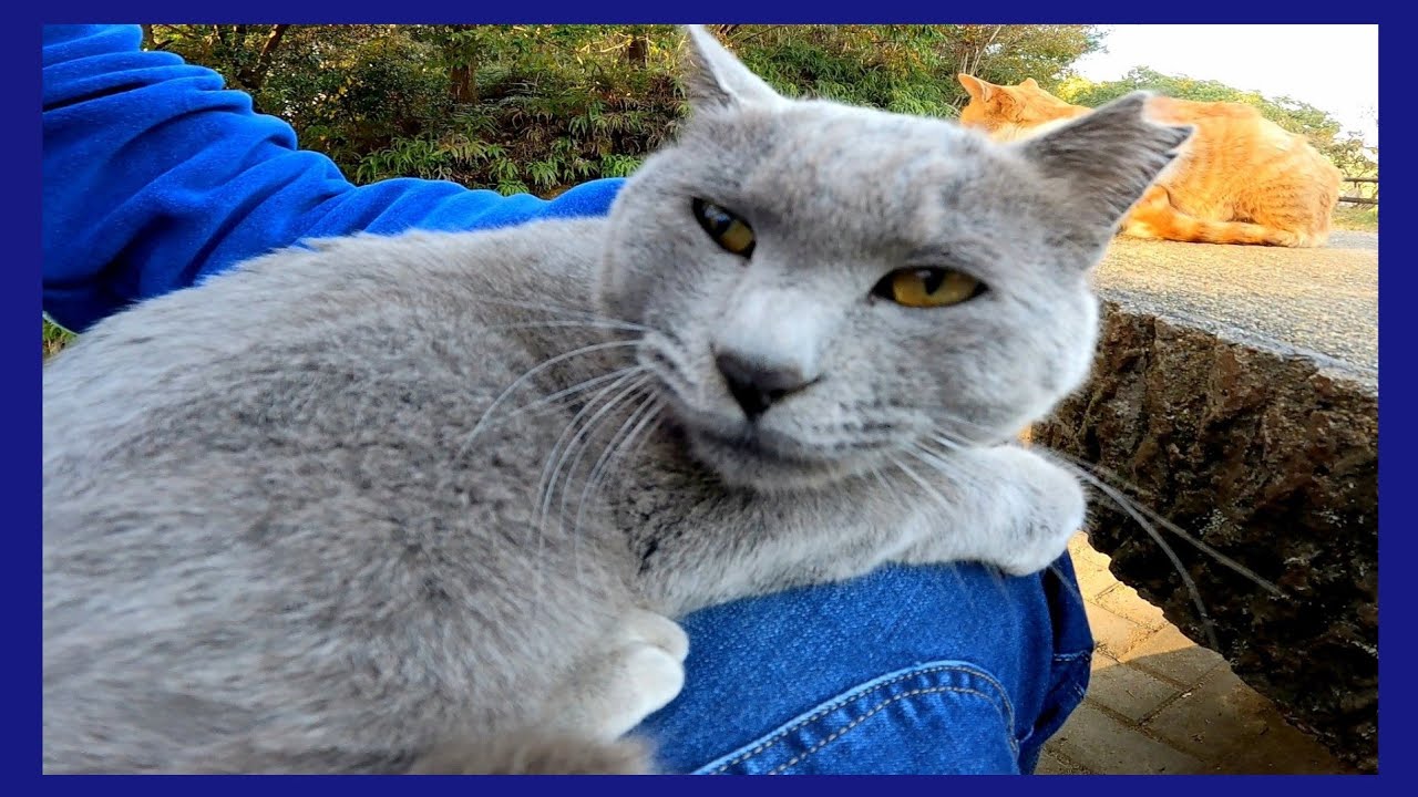Бродячая кошка, которая спустилась с горы и попала мне на колени