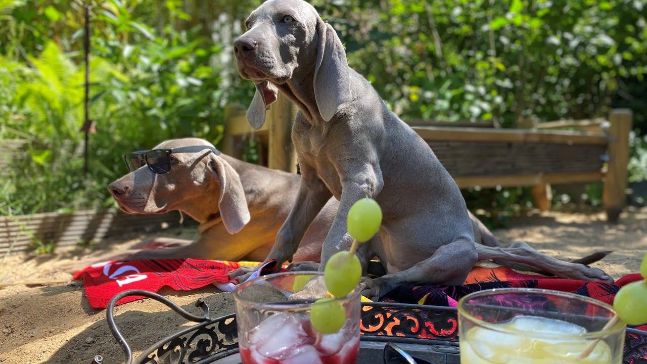 Die Weimaraner Welpen - Woche 13 Corona Fallzahlen sinken