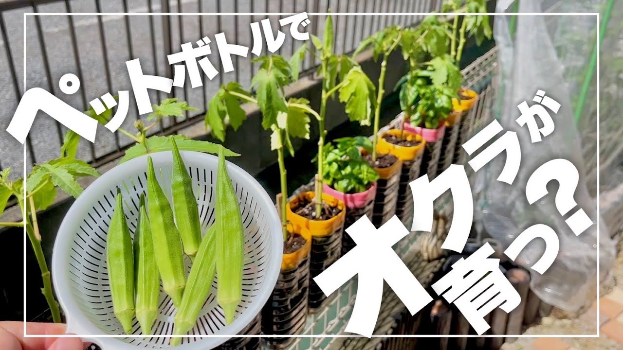 【狭い庭でも大丈夫！】ペットボトルでオクラを栽培する方法！|ペットボトル栽培