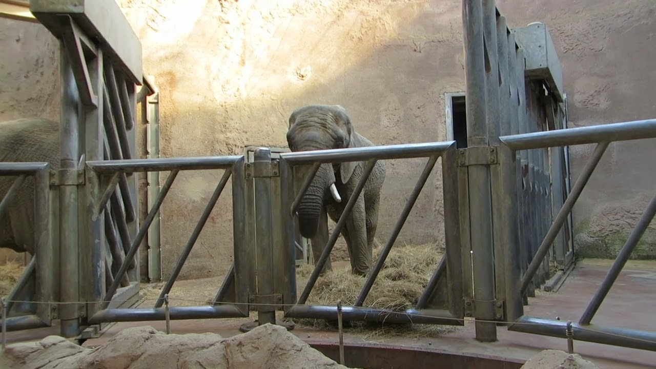 EEG Afrikanischer Elefant, Zoo Duisburg, D, 08.04.2025, Saiwa, Daisy und Etosha im Haus.