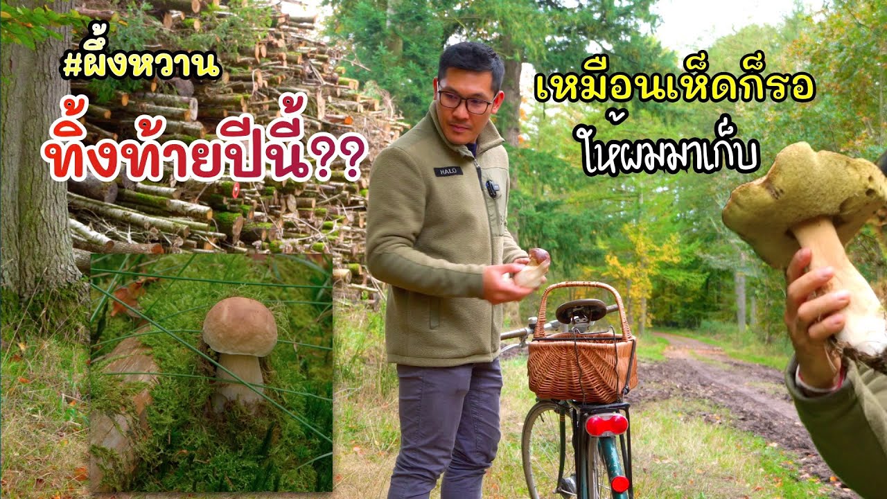 ด่วนๆ!! เก็บเห็ดผึ้งหวานปลายฤดู ยังมีเห็ดดอกสวยๆ อยู่ครับ