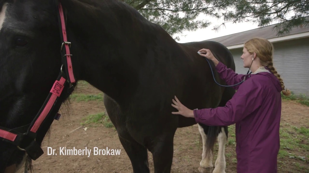 Gentle Giants Draft Horse Rescue - Our Mission