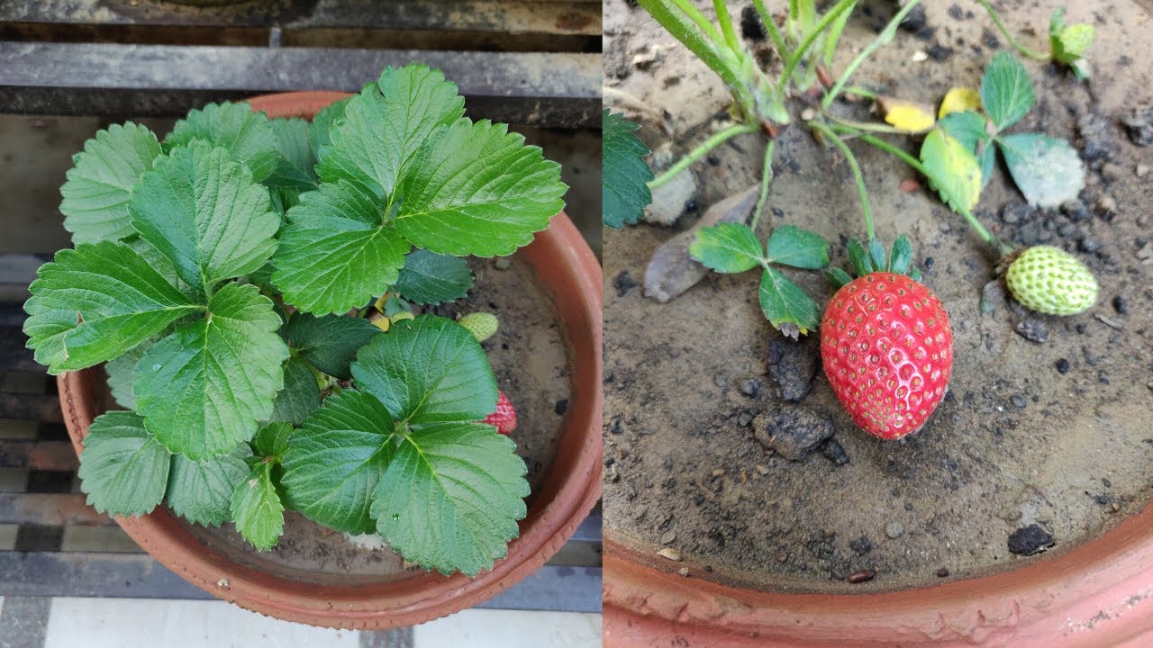 Strawberry Plant - How To Grow & Care Strawberries In Pots at Home | The Right Gardening
