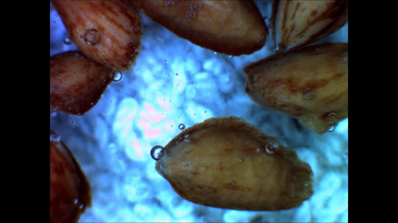 Pinus monticola (Western White Pine)