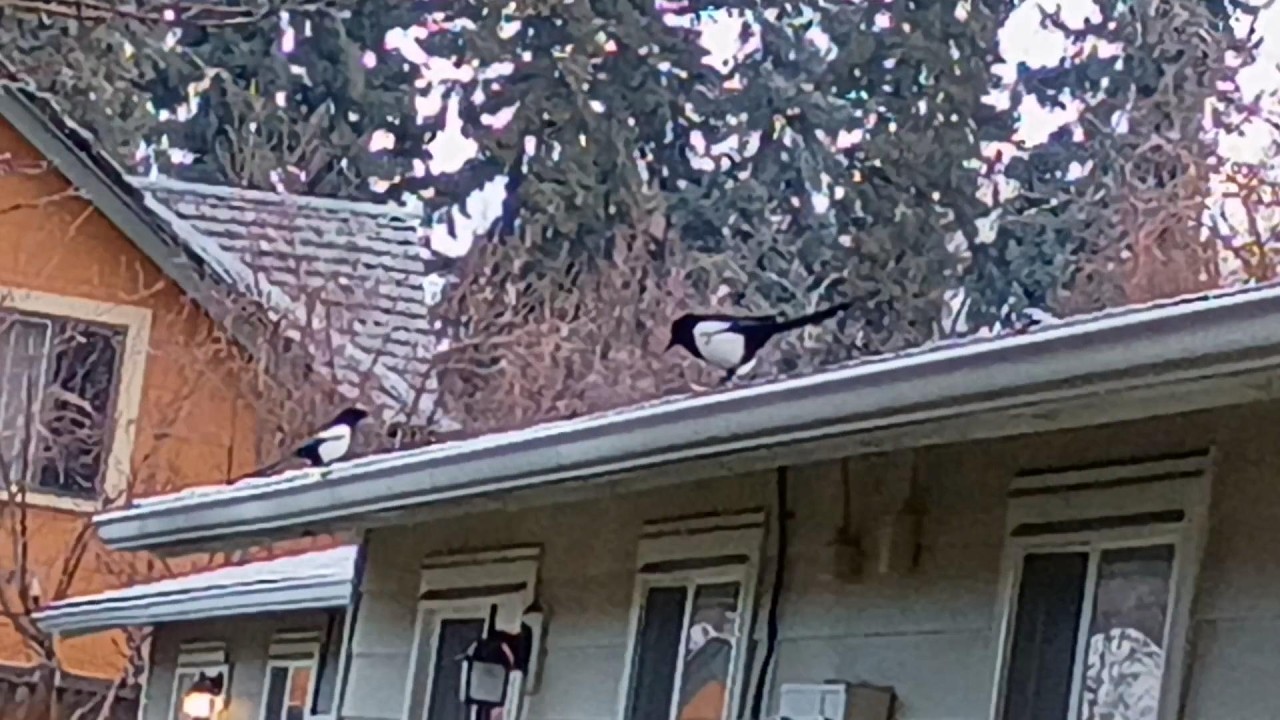 Kit's Crows 02-09-26 (It's another magpie morning and I make a sandwich at the end!)