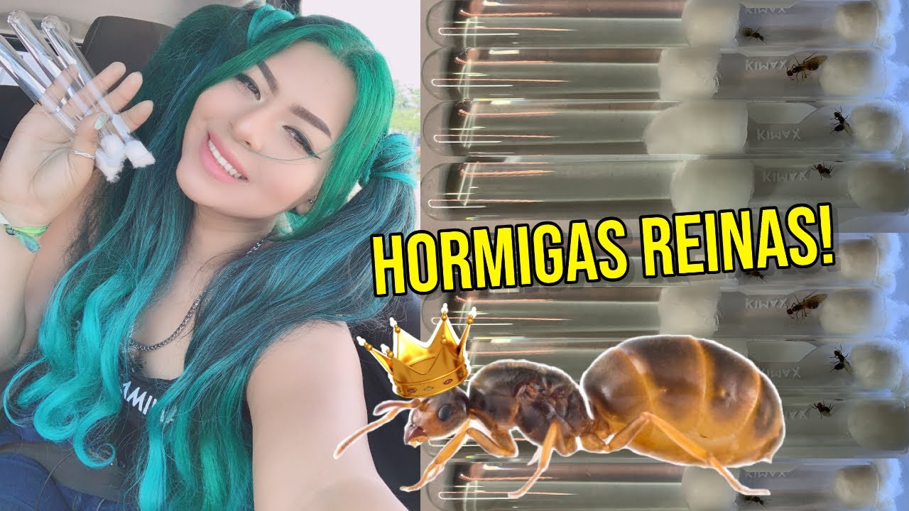 SECUESTRANDO HORMIGAS REINAS! hormiguero desde 0??