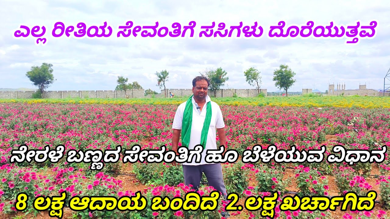 ಸೇವಂತಿಗೆ ಹೂ ಬೆಳೆಯುವ ವಿಧಾನ | 2 ಲಕ್ಷ ಖರ್ಚು 8 ಲಕ್ಷ ಆದಾಯ ಬಂದಿದೆ | SKB  ನರ್ಸರಿ ಚಿತ್ರದುರ್ಗ ಬಗ್ಗೆ ಮಾಹಿತಿ