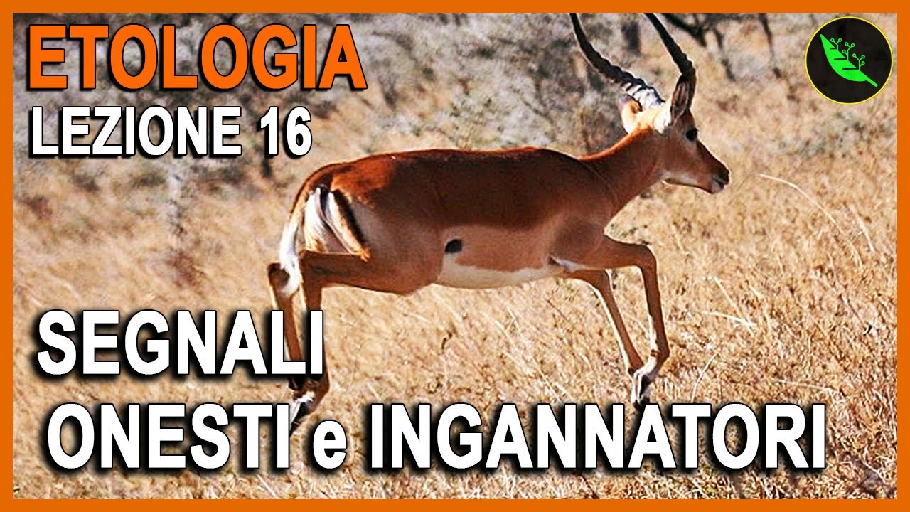 SEGNALI ONESTI , STOTTING  e  SEGNALI INGANNATORI  -Etologia Lezione 16
