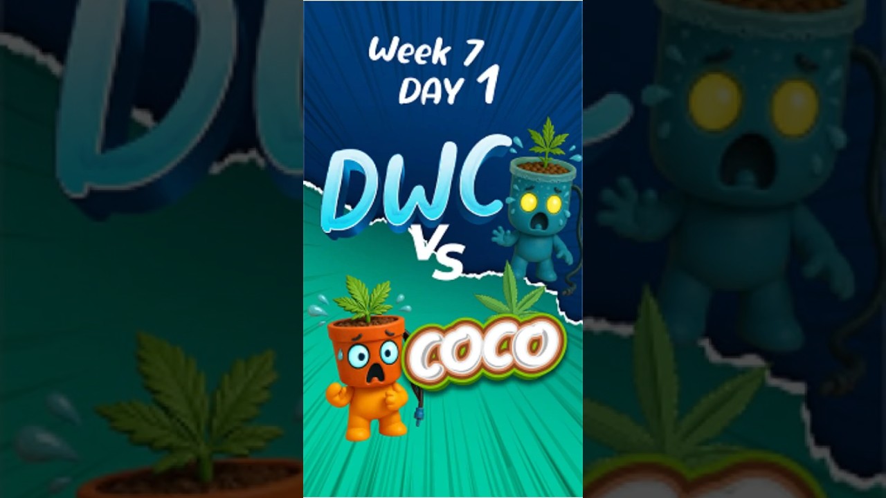 COCO VS DWC  Week 7 Day 1 #cannabisdispensary #canabis_sativa #hydroponiccannabis #cannabisdiy