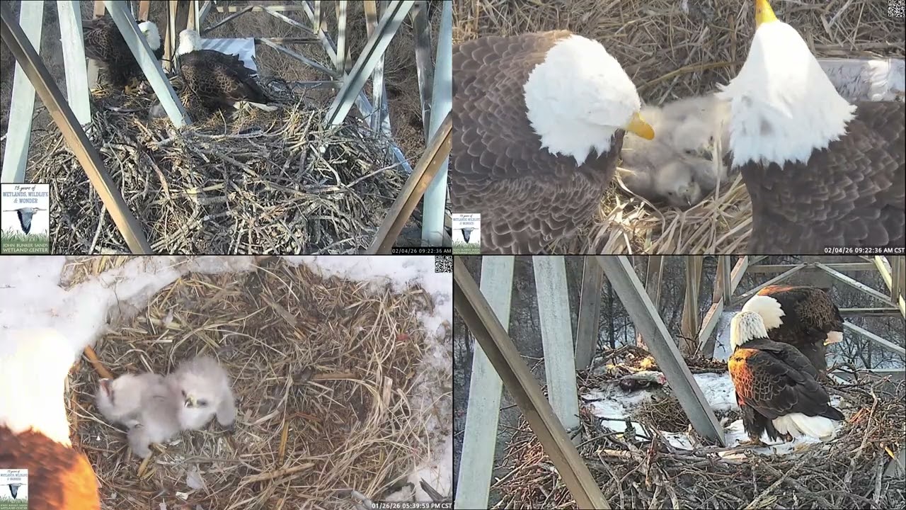 Happy First Two Weeks to JBS-24 and -25 (The Great Nest Cup Escape)!