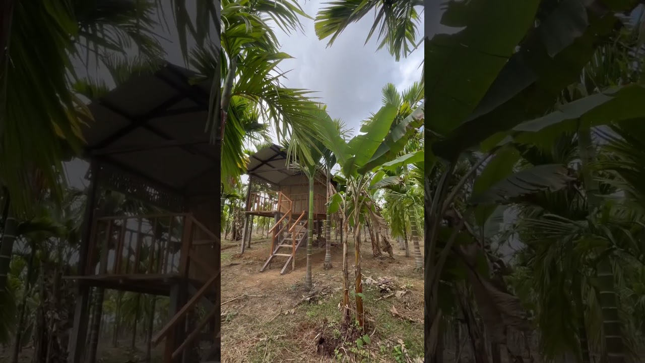 Areca nut farming #viral #arecanuts #arecanut #youtubeshorts