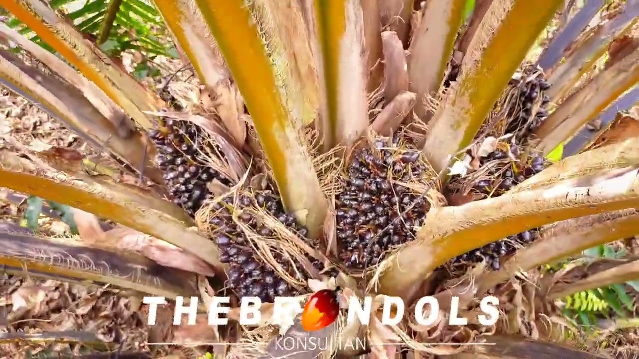 Gejala Daun Aneh Akibat Kekurangan Boron Pada Kelapa Sawit
