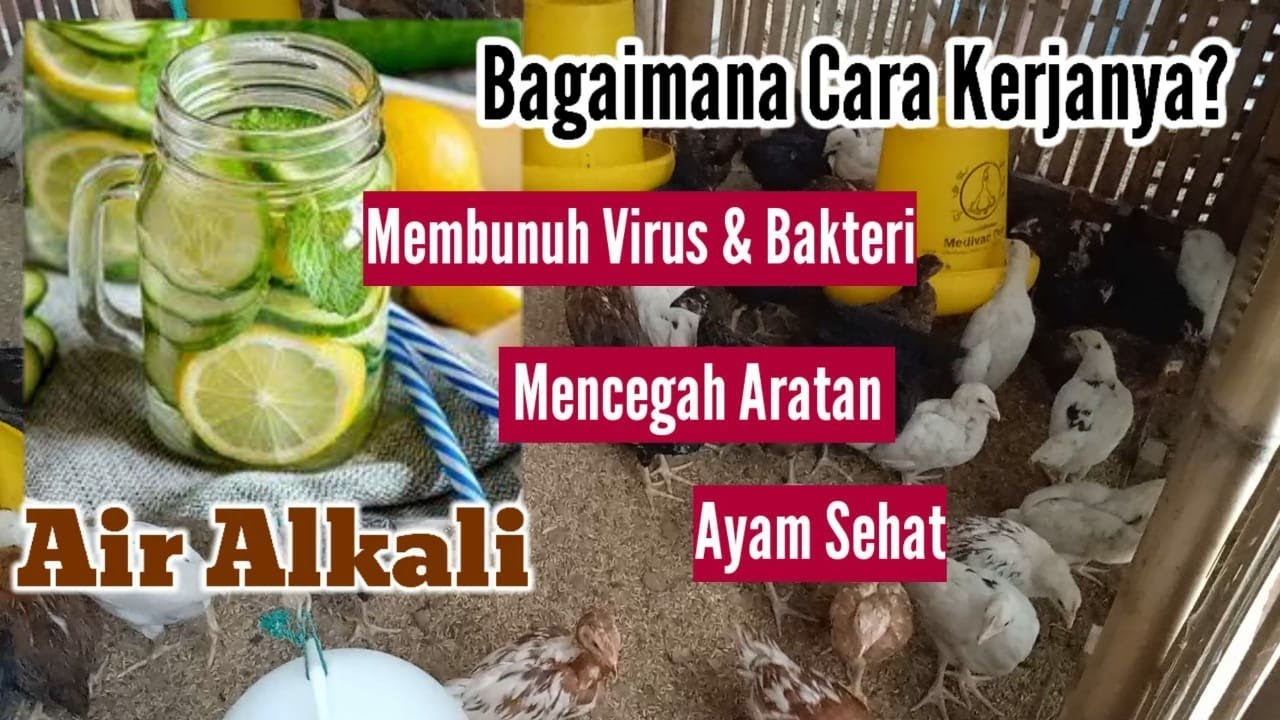 Cara Membuat Air Alkali Untuk Ayam Tutorial Lengkap dan Mudah | Ayam Bebas Penyakit dan Aratan