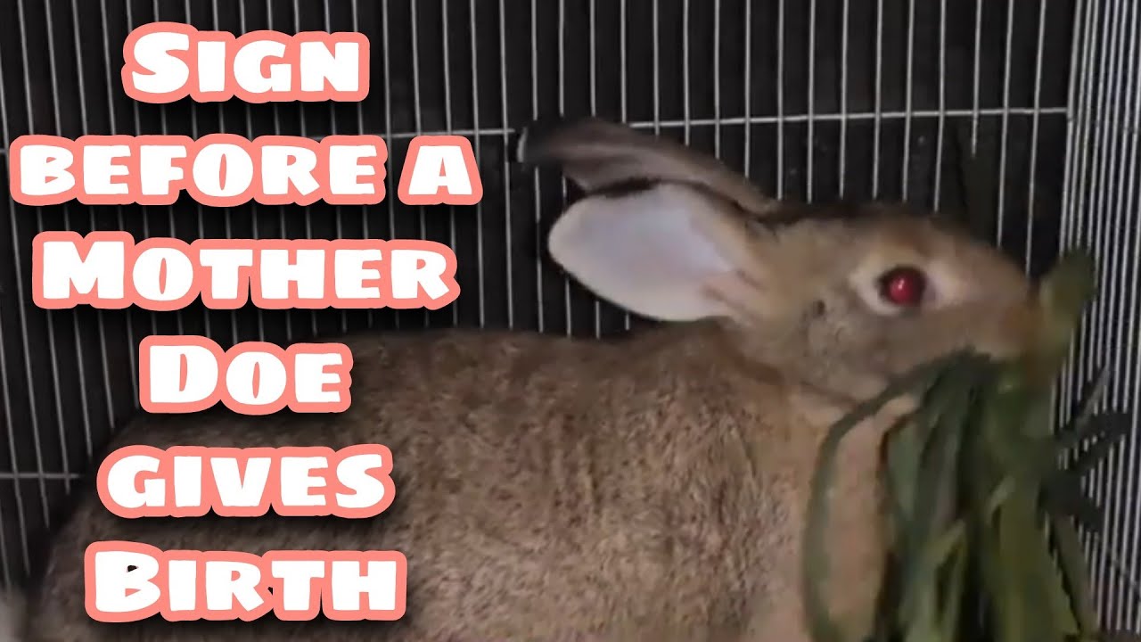 What is the Sign before a Rabbit/ Mother Doe Gives Birth-Rabbit Farming Facts and Care
