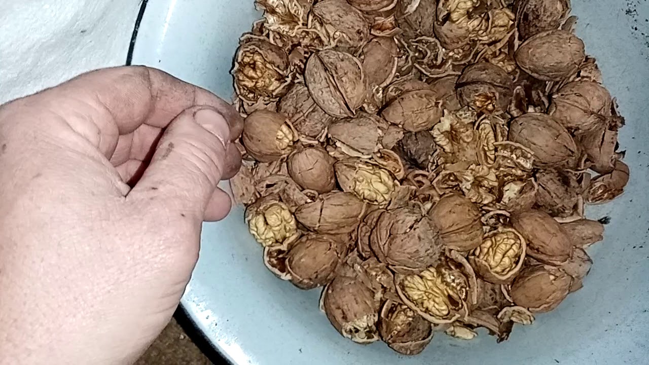 орехокол своими руками