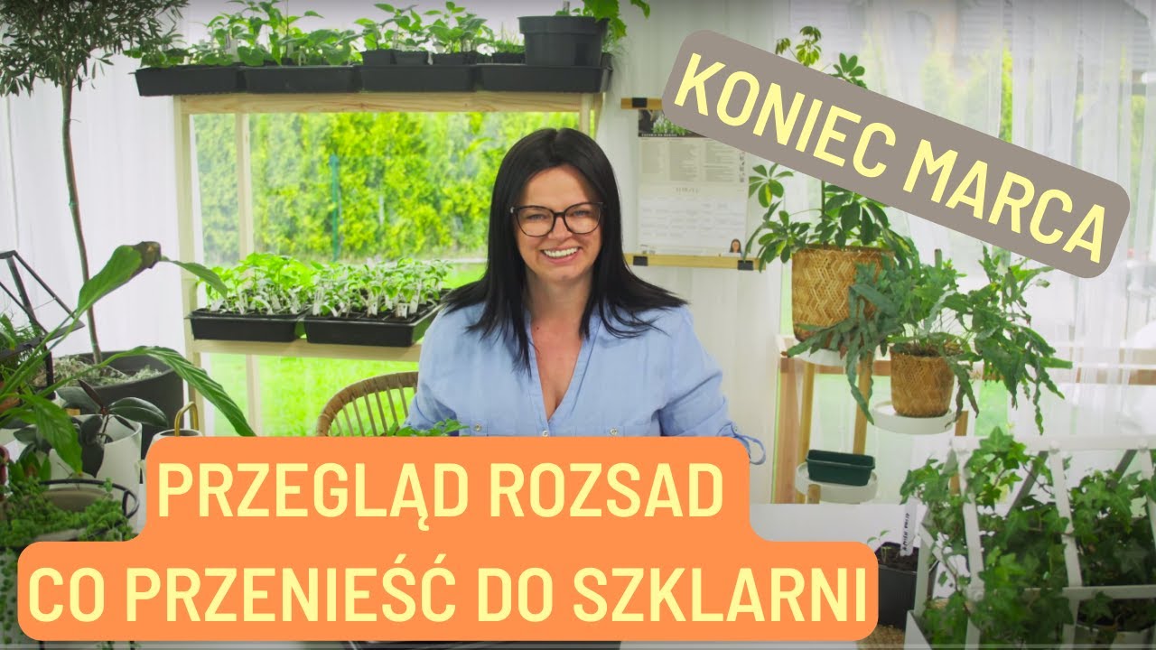 PRZEGLĄD ROZSAD.  CO WYNIEŚĆ DO SZKLARNI? KONIEC MARCA.
