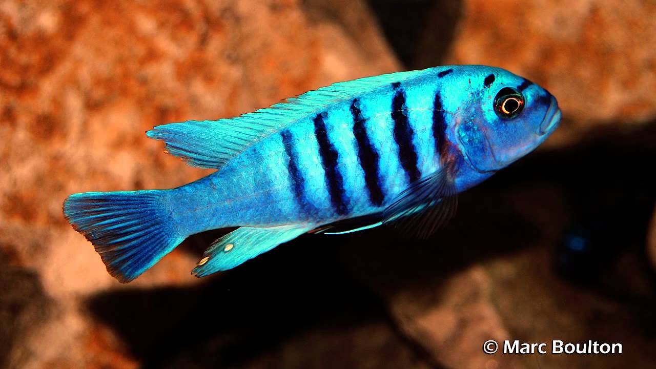 AMAZING PICTURES OF AFRICAN CICHLIDS - HIGH QUALITY